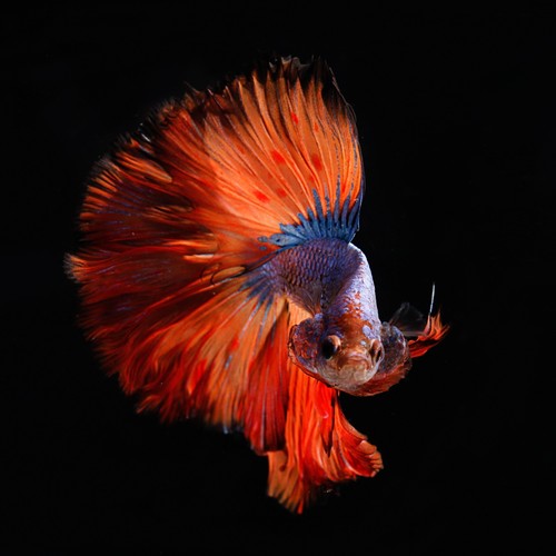 Artographie red tail - -, fish